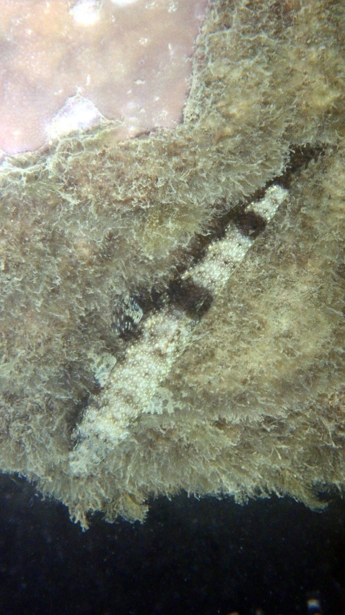Saurida gracilis