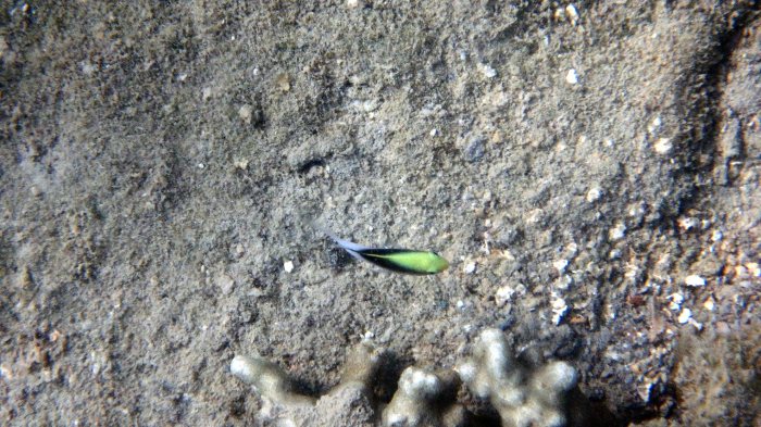 Chrysiptera rollandi
