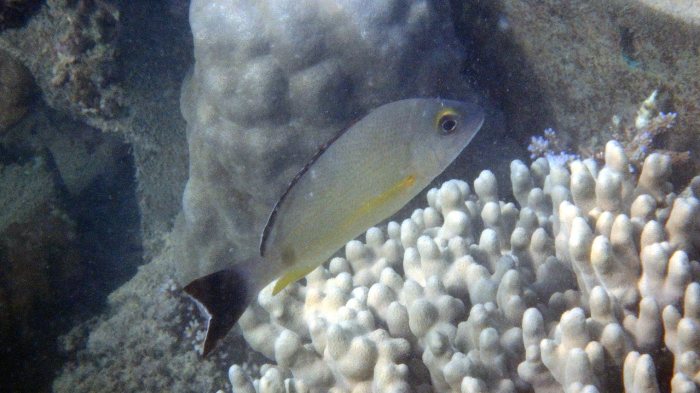 Lutjanus fulvus