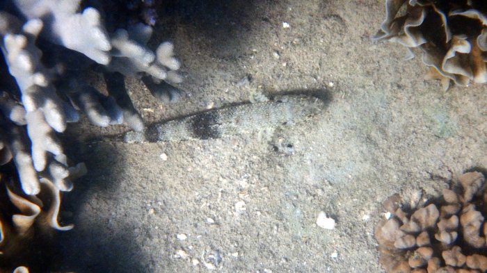 Saurida gracilis
