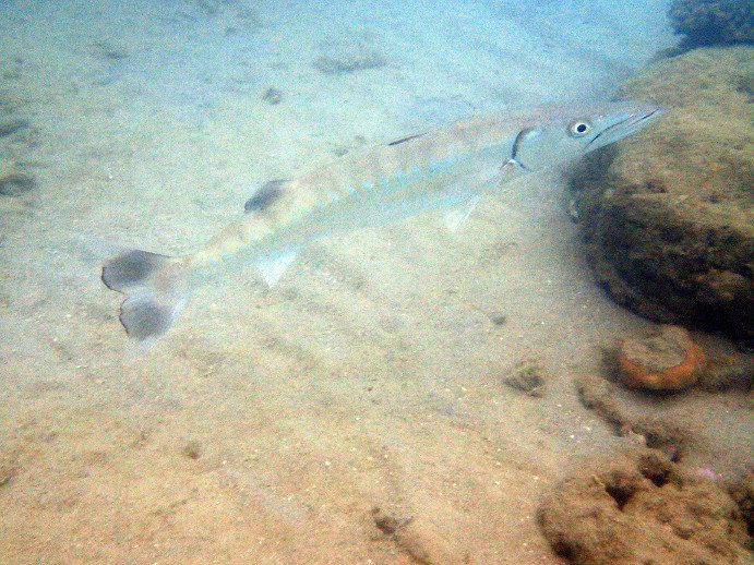 Sphyraena barracuda