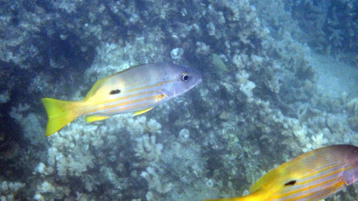 Lutjanus fulviflamma