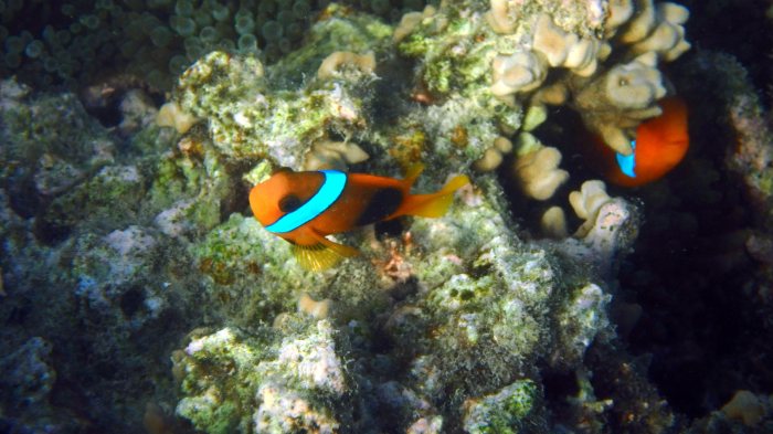 Amphiprion melanopus