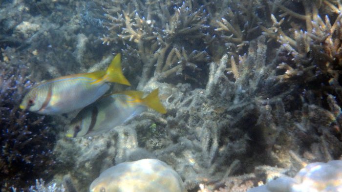 Siganus doliatus