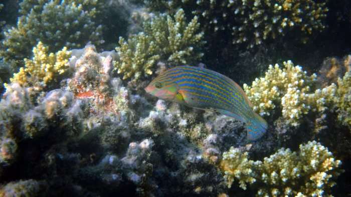 Halichoeres melanurus