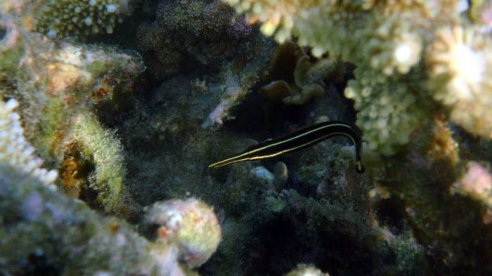 Diademichthys lineatus