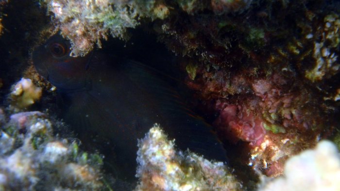 Cirripectes chelomatus
