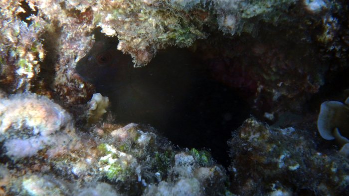 Cirripectes chelomatus