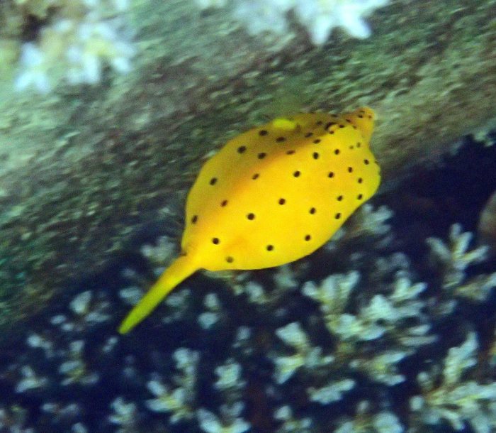 Ostracion cubicus