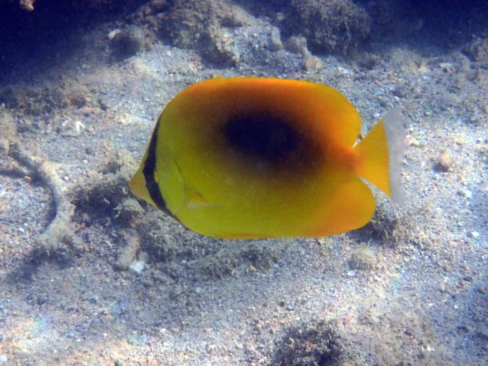 Chaetodon speculum