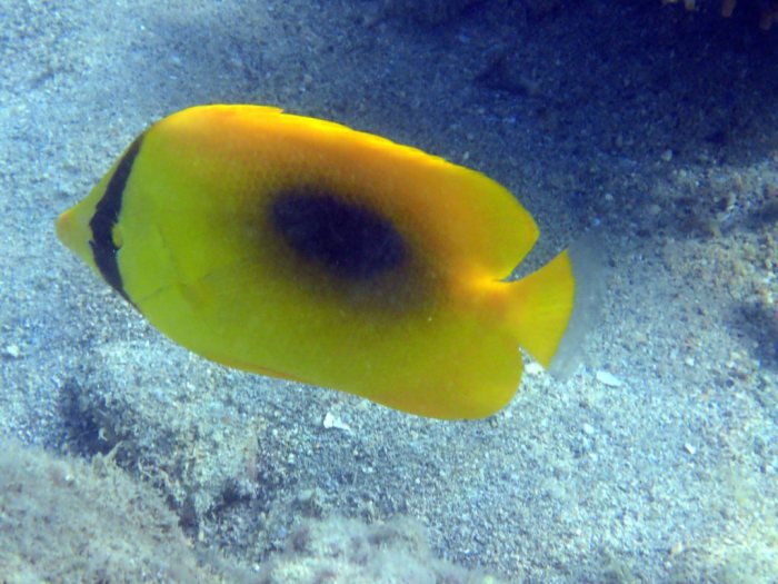 Chaetodon speculum
