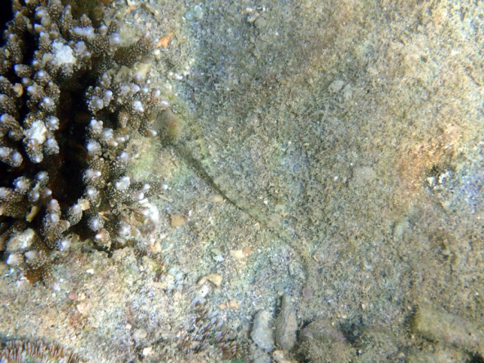 Corythoichthys haematopterus