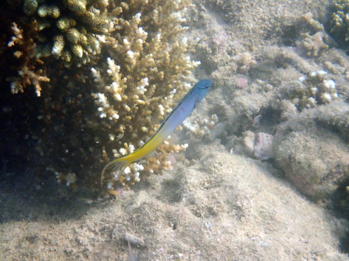 Meiacanthus atrodorsalis