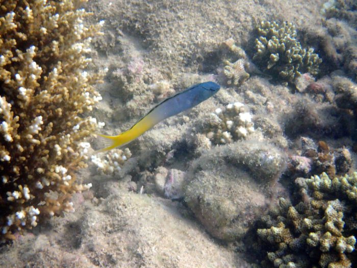Meiacanthus atrodorsalis