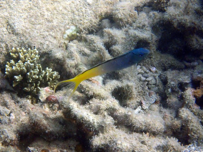 Meiacanthus atrodorsalis