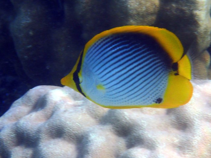 Chaetodon melannotus