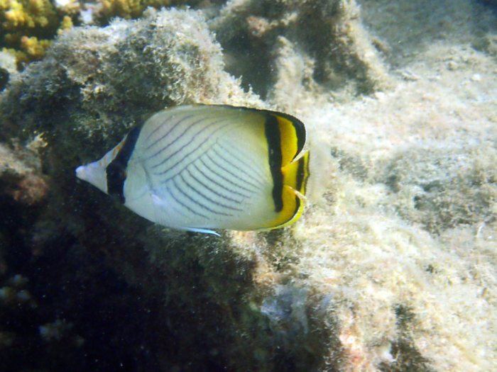 Chaetodon vagabundus