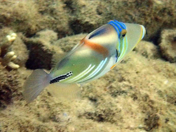Rhinecanthus aculeatus