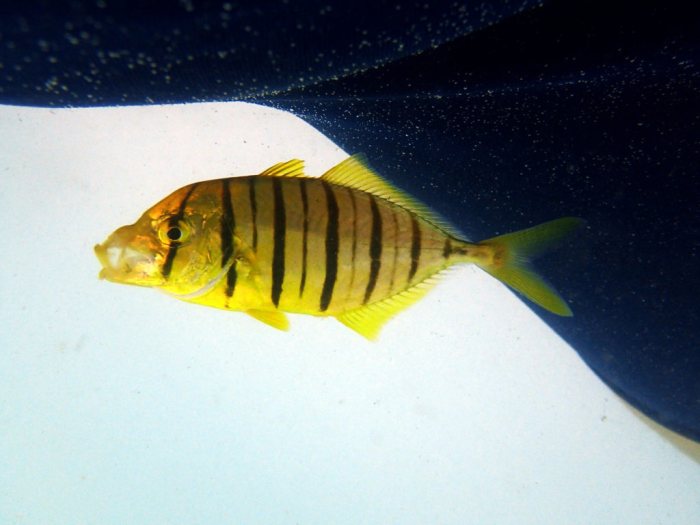 Gnathanodon speciosus