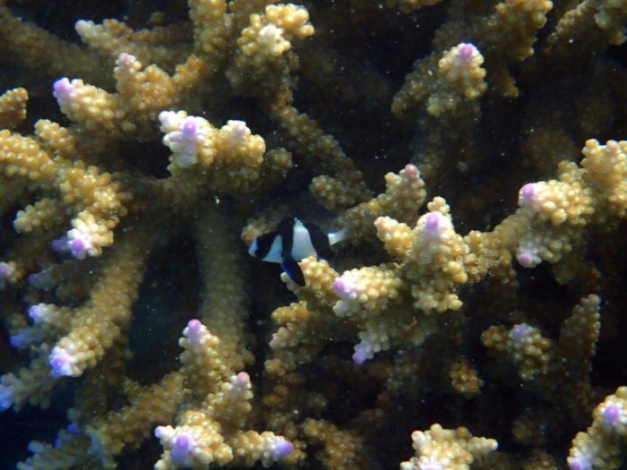 Dascyllus aruanus