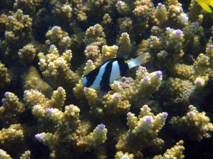 Dascyllus aruanus