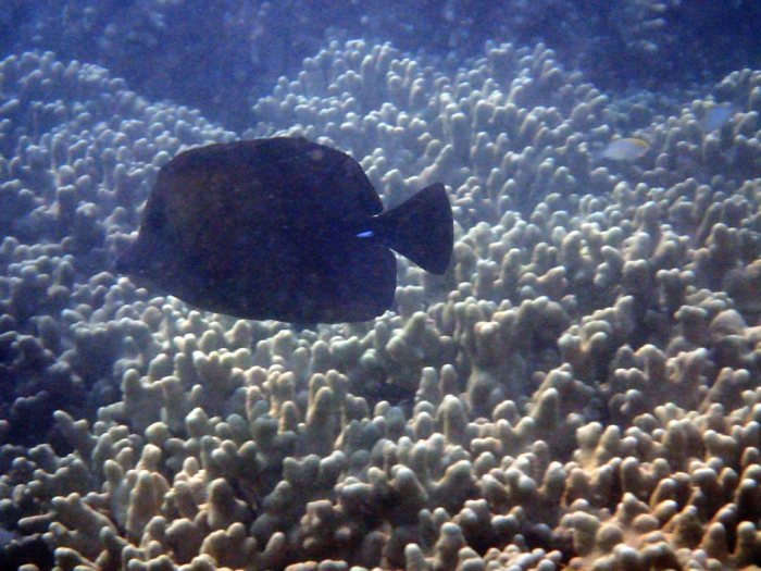 Zebrasoma scopas