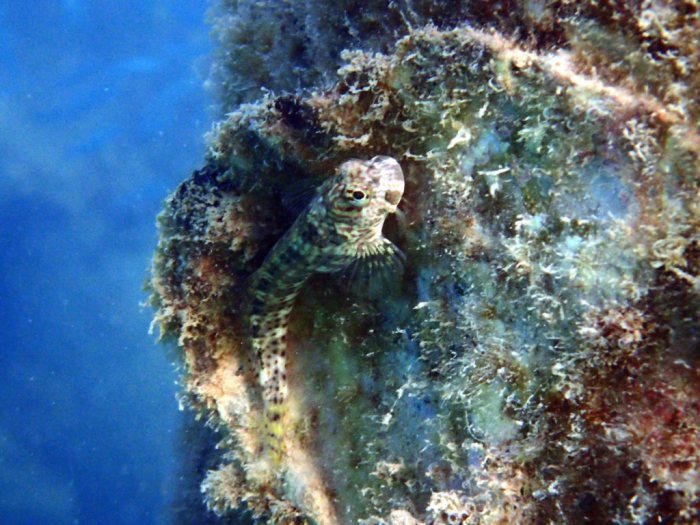 Crossosalarias macrospilus