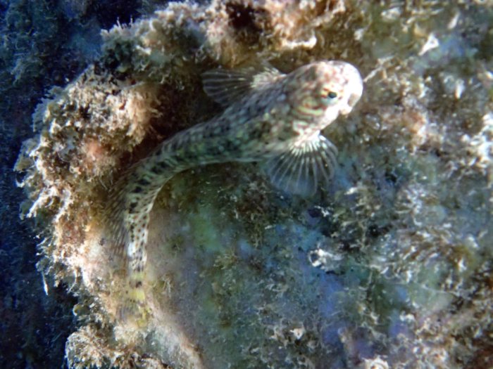 Crossosalarias macrospilus