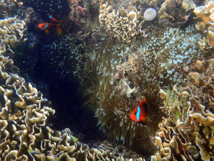 Amphiprion melanopus