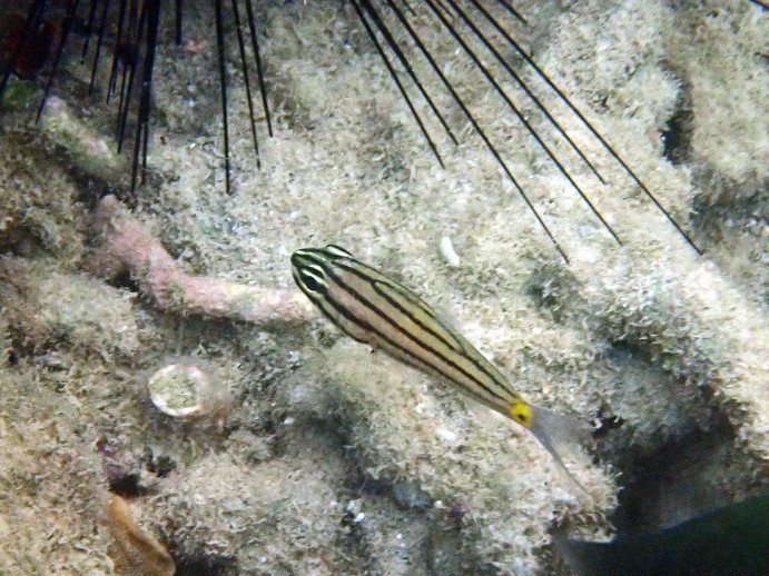 Cheilodipterus quinquelineatus