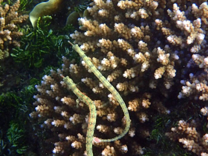 Corythoichthys haematopterus
