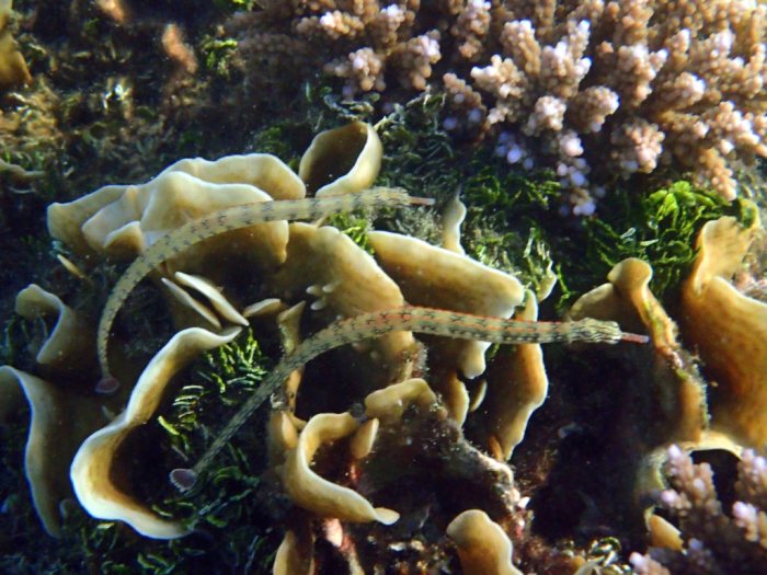Corythoichthys haematopterus