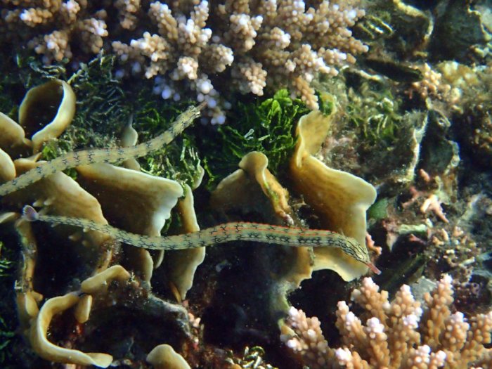Corythoichthys haematopterus
