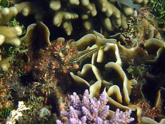 Cheilodipterus quinquelineatus