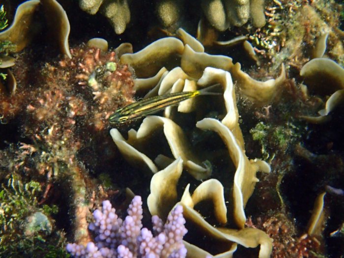 Cheilodipterus quinquelineatus