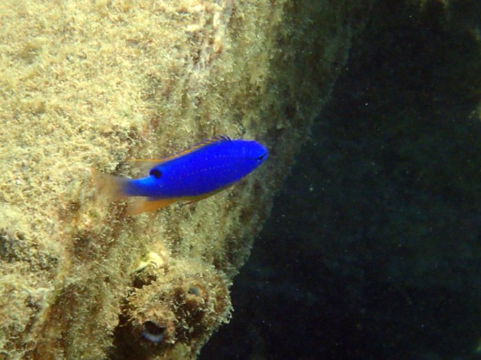 Chrysiptera taupou