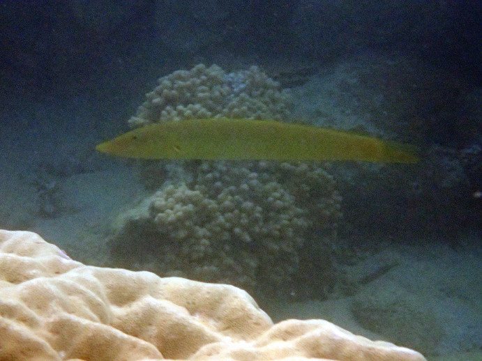 Cheilio inermis