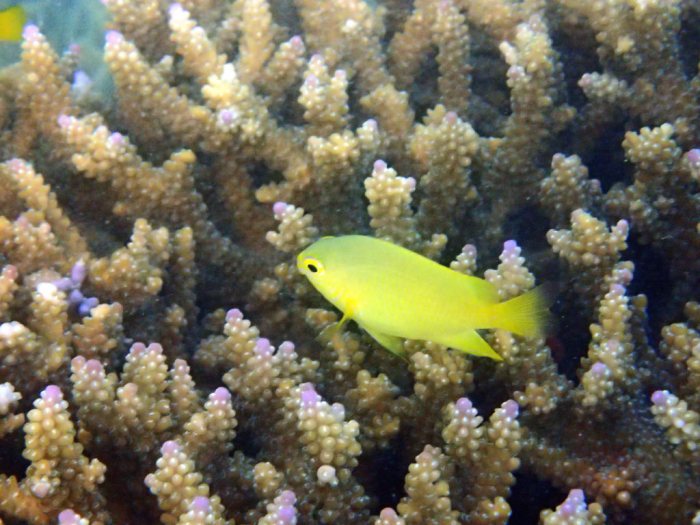 Amblyglyphidodon aureus