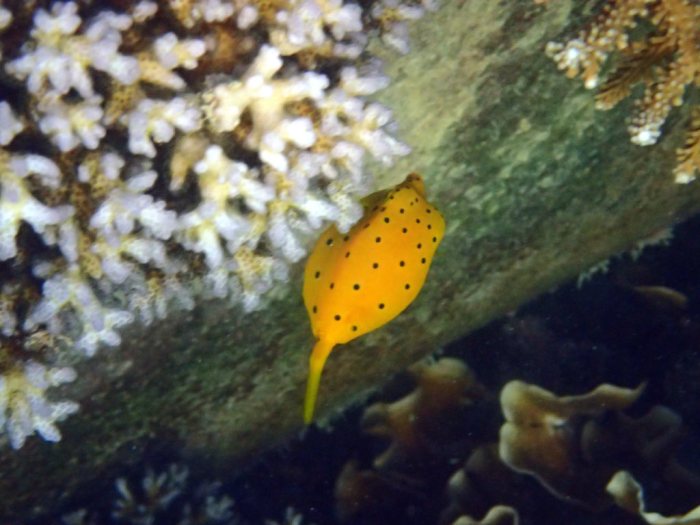 Ostracion cubicus