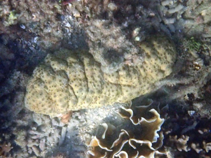 Holothuria (Microthele) fuscopunctata