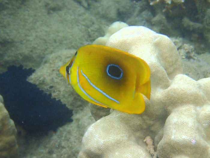 Chaetodon bennetti