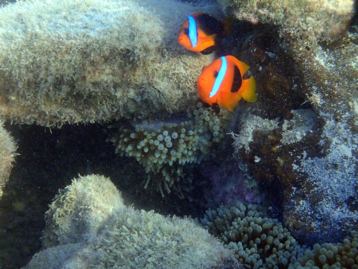 Amphiprion melanopus