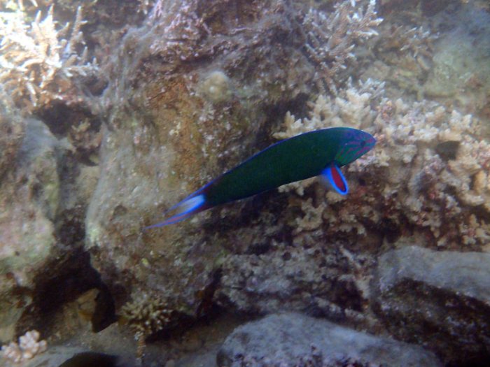 Thalassoma lunare