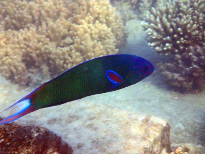 Thalassoma lunare