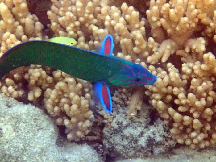 Thalassoma lunare