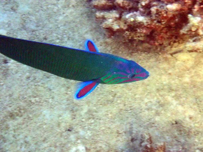 Thalassoma lunare