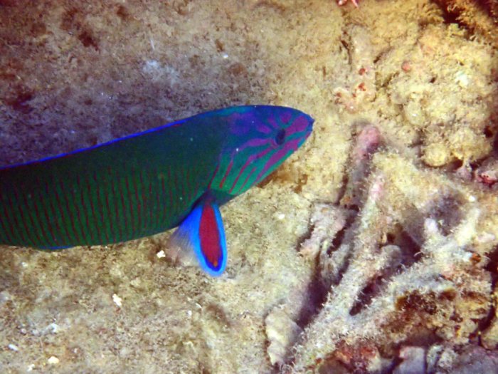 Thalassoma lunare