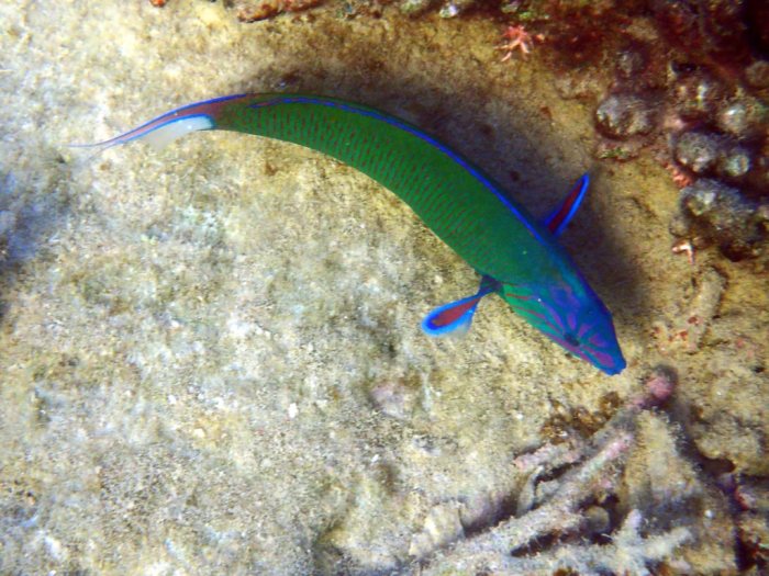Thalassoma lunare