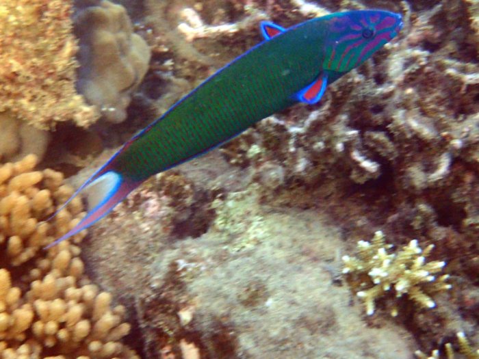 Thalassoma lunare