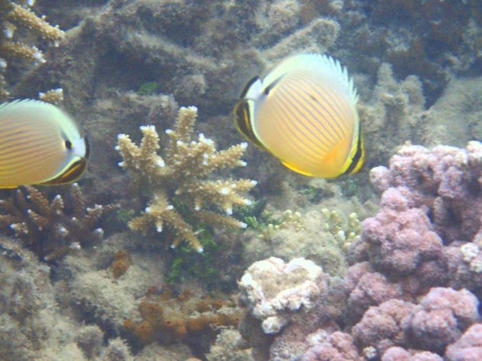 Chaetodon lunulatus